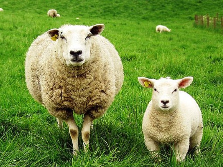 Турецкий фермер показал гибрид овцы и козы (ВИДЕО)