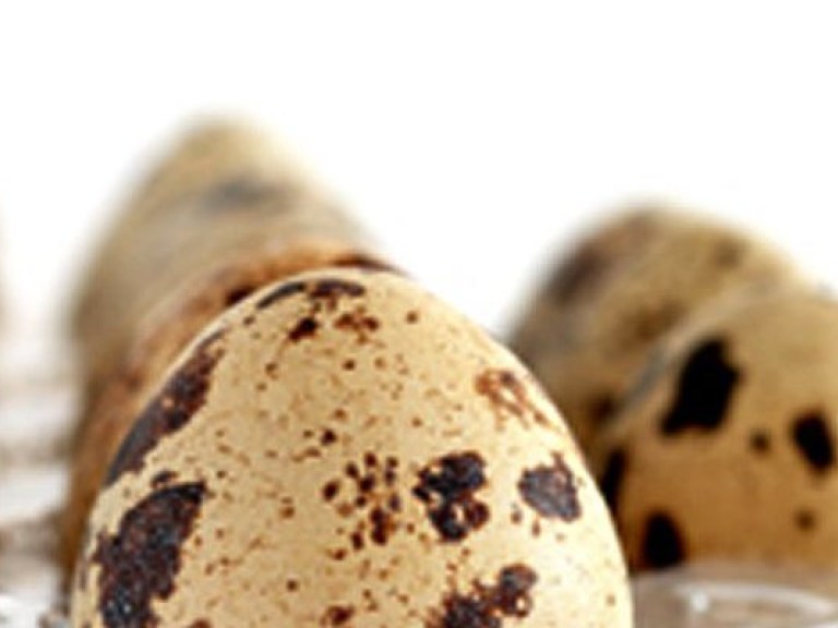 Ежегодно в Украине производится  около 600 миллионов перепелиных яиц