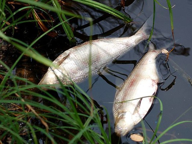 Ежегодно в Украине фиксируют несколько случаев массовой гибели рыбы &#8212; эколог