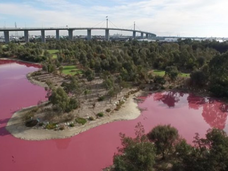 В Австралии целое озеро стало розовым (ФОТО)