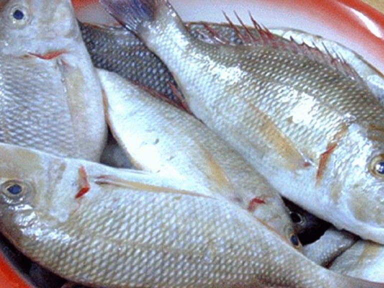 Эксперт: У рыбы не бывает другого сорта, кроме высшего