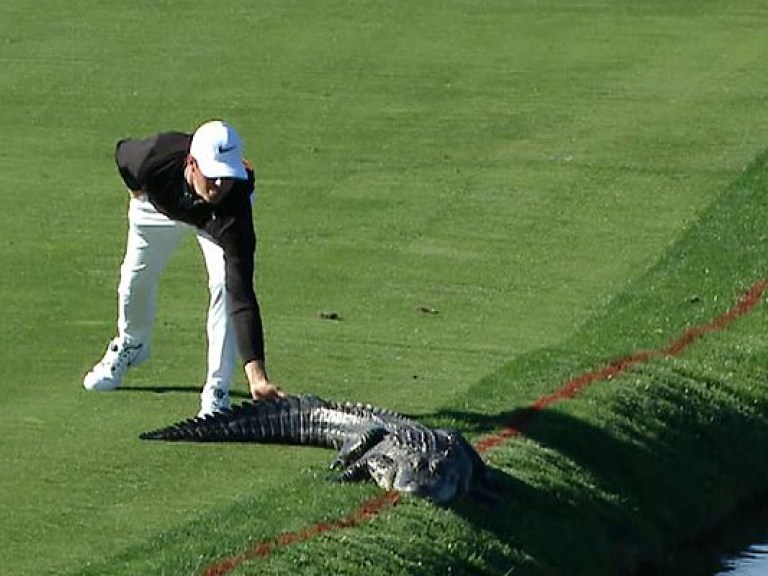 Американский гольфист во время турнира столкнул крокодила в водоем (ВИДЕО)