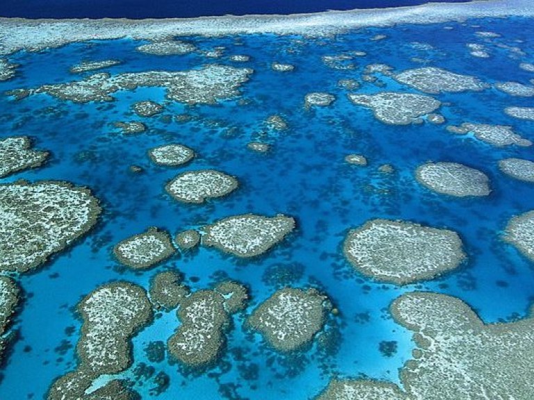 Большой Барьерный риф белеет из-за потепления &#8212; ученые