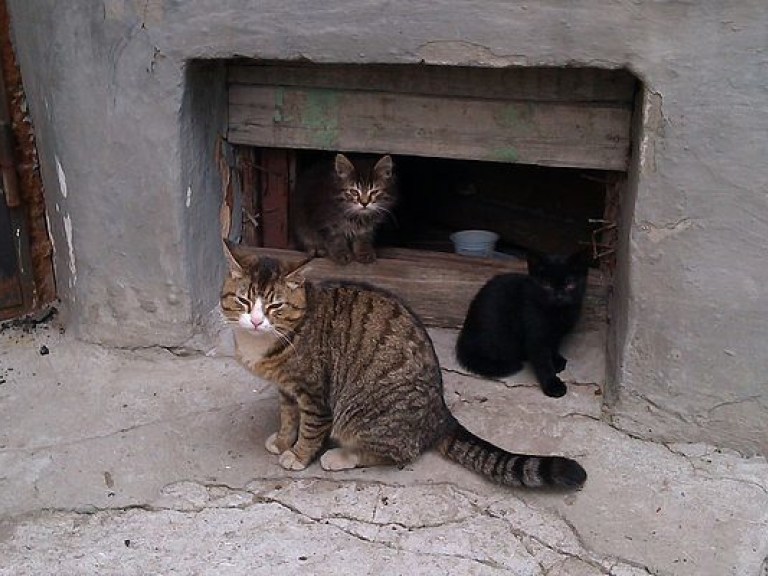 Коты в подвалах киевских домов: готовиться ли жителям к эвакуации?