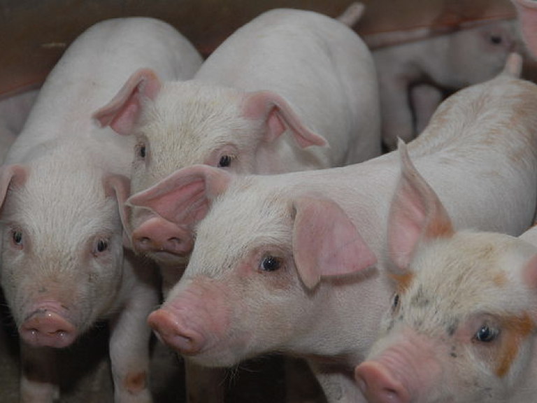 Беларусь временно ограничила ввоз свинины из Украины и Литвы