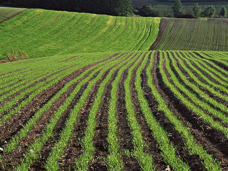 В Украине валовые площади под пшеницу сокращаются в пользу кукурузы и сои – фермер
