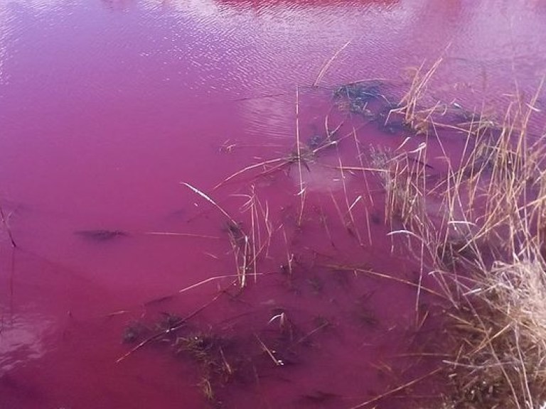 Озеро в Нежине окрасилось в розовый цвет (ФОТО)