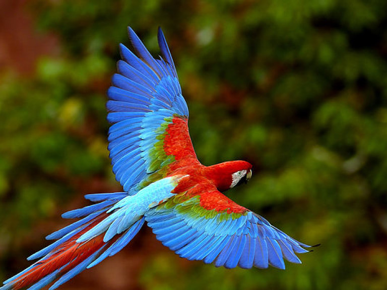 Новозеландские попугаи умеют смеяться &#8212; ученые