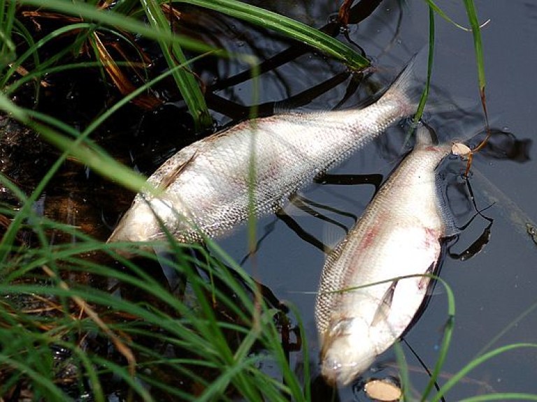 В Черкасской области массово гибнет рыба
