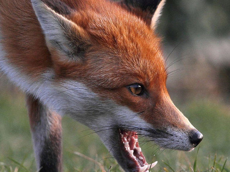 В Ровенской области объявили карантин из-за бешенства лисы