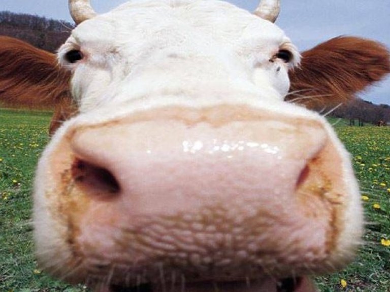 Сбежавшая корова поставила на уши американский полицейский патруль (ВИДЕО)