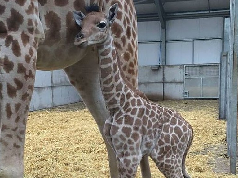 В британском зоопарке родился детеныш редкого вида жирафов (ФОТО)