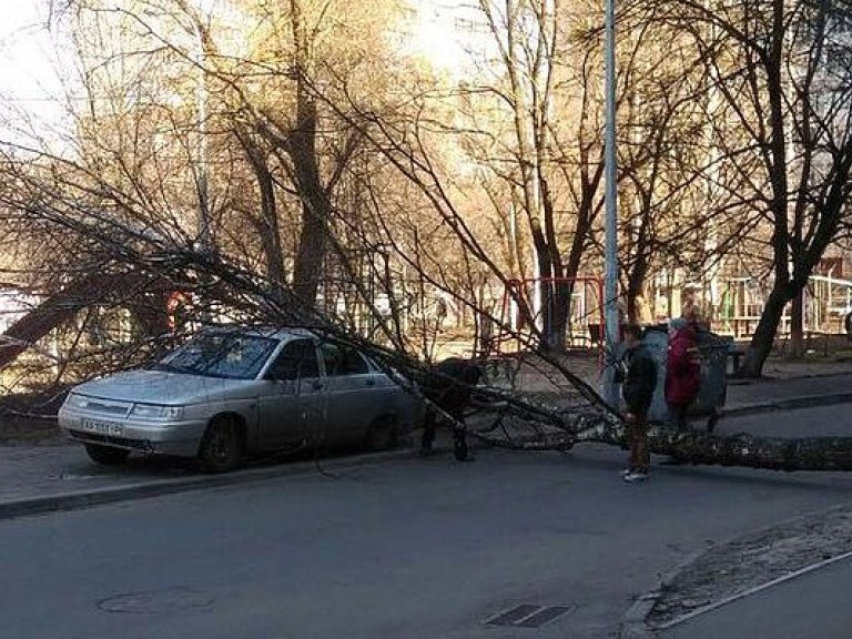 В Киеве на Виноградаре упавшее дерево повредило электропровода и автомобиль (ФОТО)