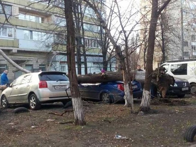 В Киеве на Русановке упавшее дерево разбило несколько машин (ФОТО)