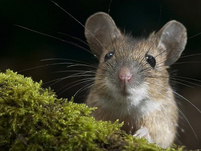 Домашние мыши стали жить с человеком 15 тысяч лет назад &#8212; ученые