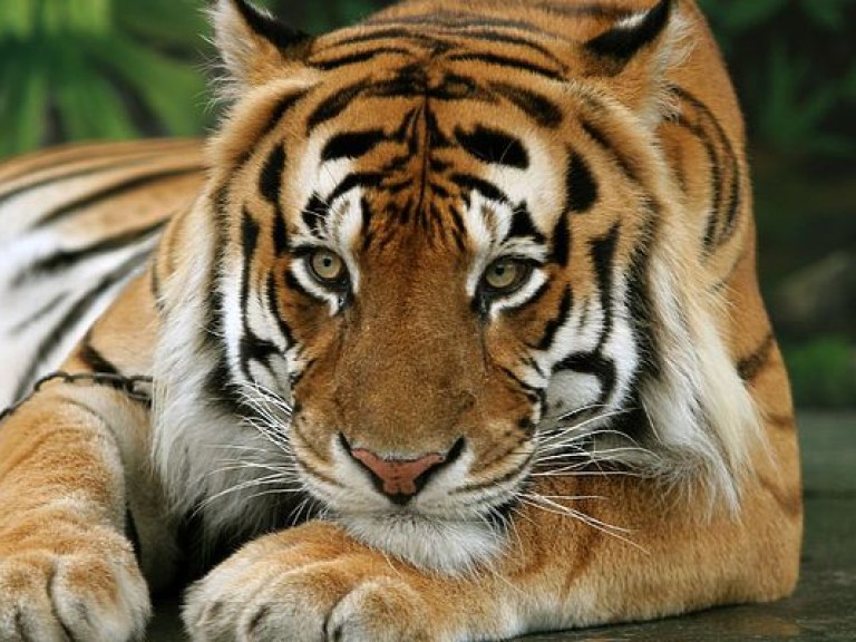В Таиланде нашли новую популяцию тигров (ВИДЕО)