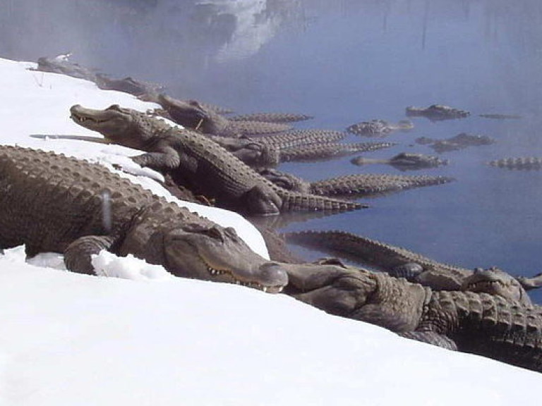 Под Киевом из частного зоопарка «12 месяцев» сбежали крокодилы (ФОТО)