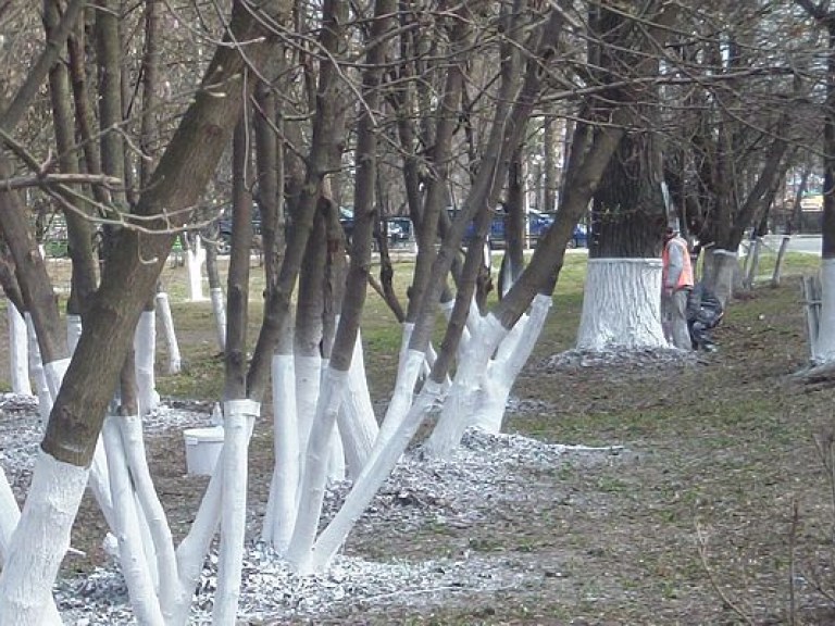 Киевские власти отказались от сезонной побелки бордюров и деревьев