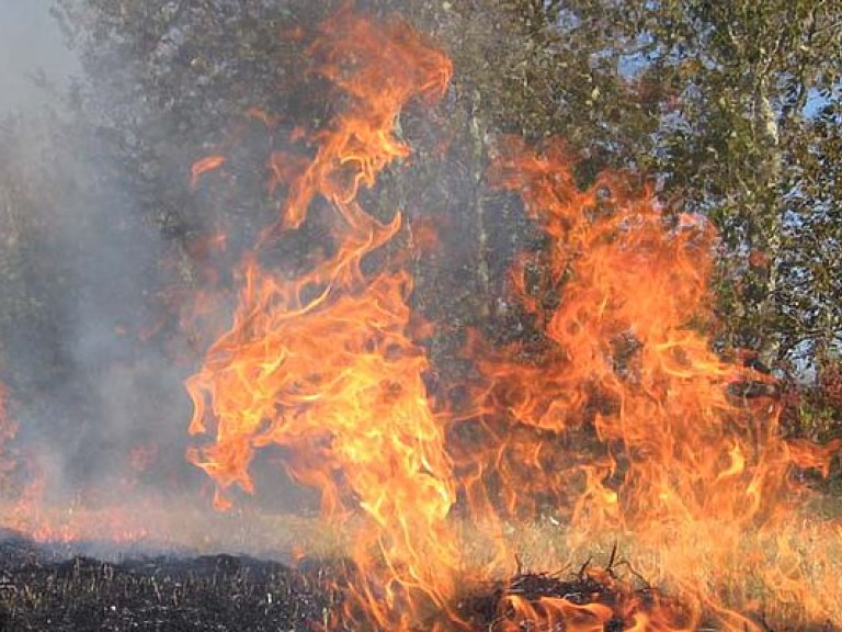 С начала года в Украине зафиксирован 141 лесной пожар