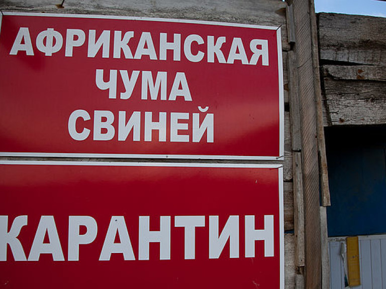 Эксперт: АЧС еще долгое время будет диктовать в  Украине  цены на свинину