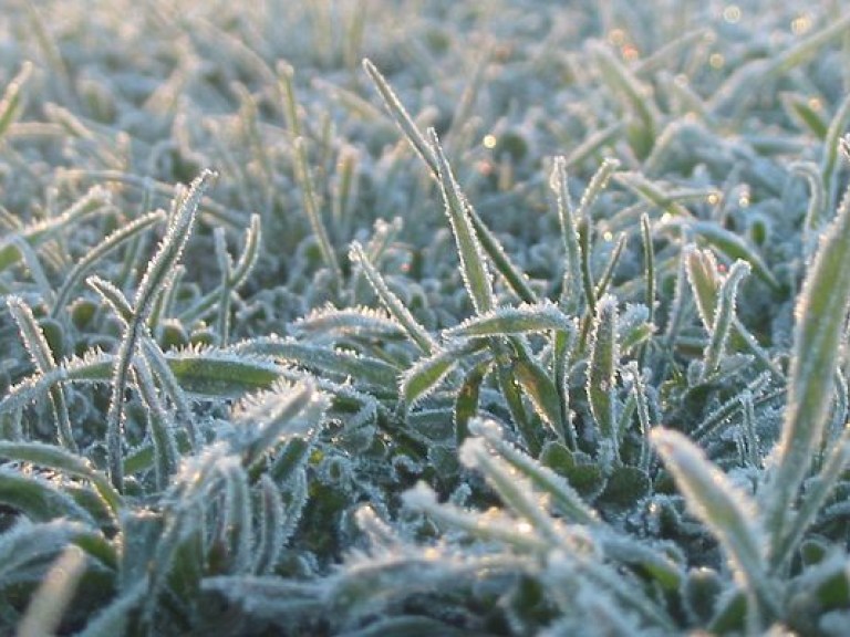 Погода на завтра: В Украине на севере и западе ночью на почве ожидаются заморозки