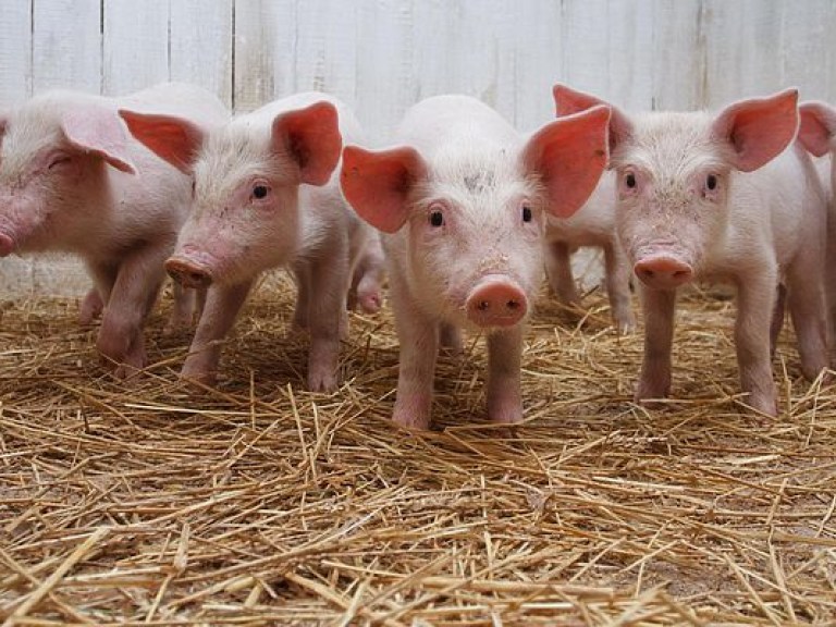 Беларусь ограничила ввоз свинины из Винницкой области из-за АЧС