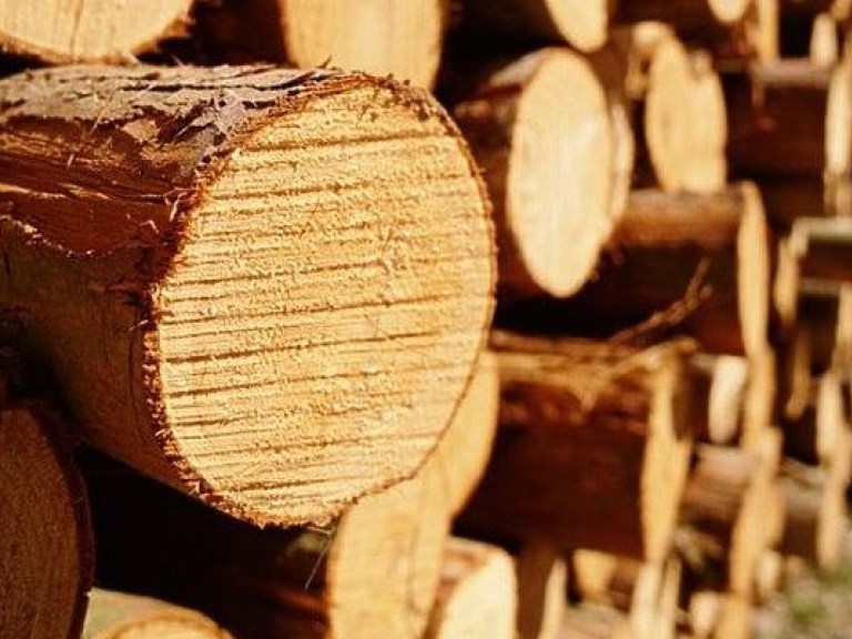 Ущерб от незаконной вырубки лесов в Украине в 2016 году составил свыше 200 миллионов гривен