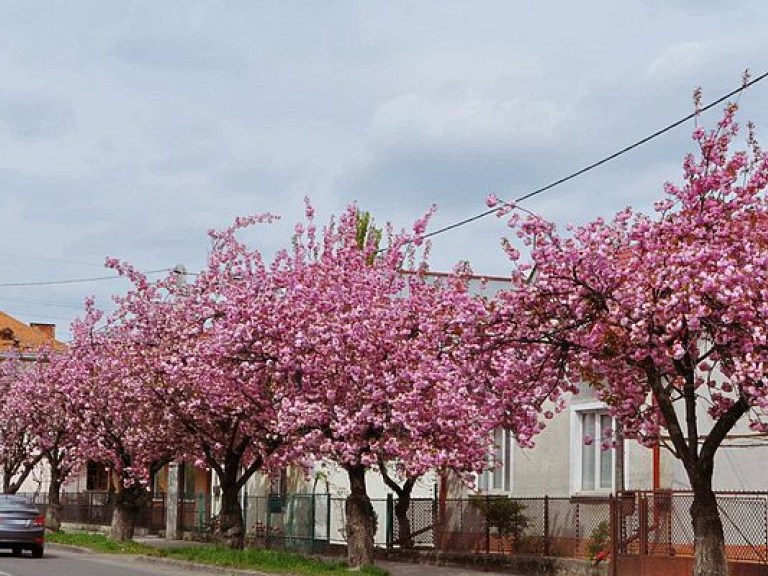 Сакуры начали массово цвести в Ужгороде (ФОТО)