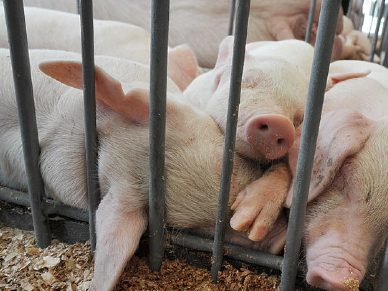 Цены на свинину в Украине «диктуют» вспышки  африканской чумы свиней  &#8212;  эксперт