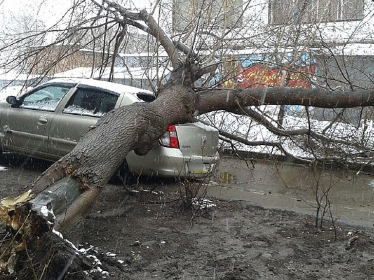 Последствия снегопада на Днепропетровщине: женщину убило упавшим деревом