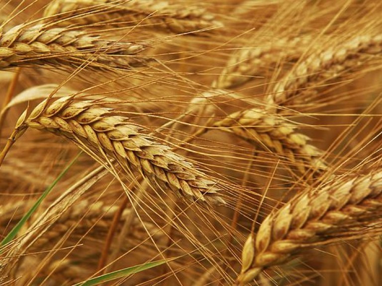 Украина в 2017-2018 соберет меньше пшеницы и ячменя – прогноз США