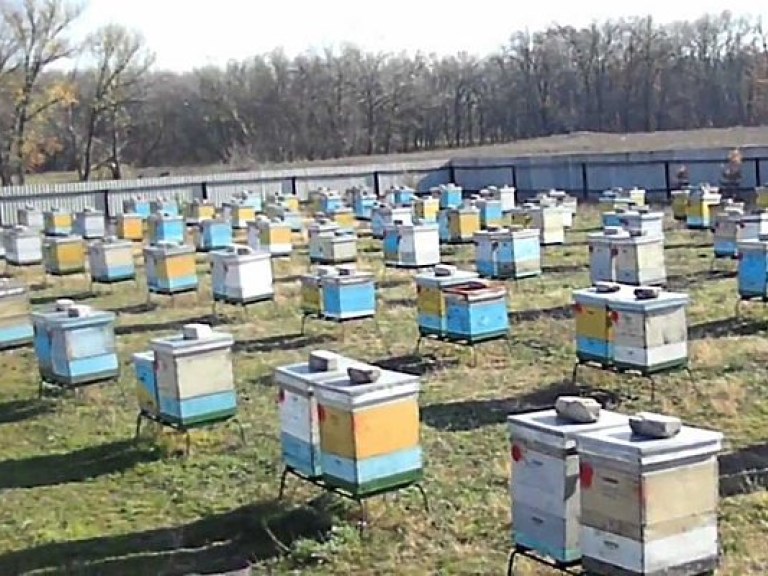 В Ровненской области массово гибнут пчелы