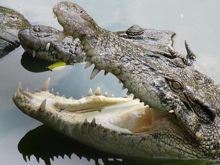 В Зимбабве крокодилы съели опытного охотника из ЮАР