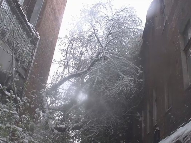 Непогода в столице Молдовы повалила более 4 тысяч деревьев