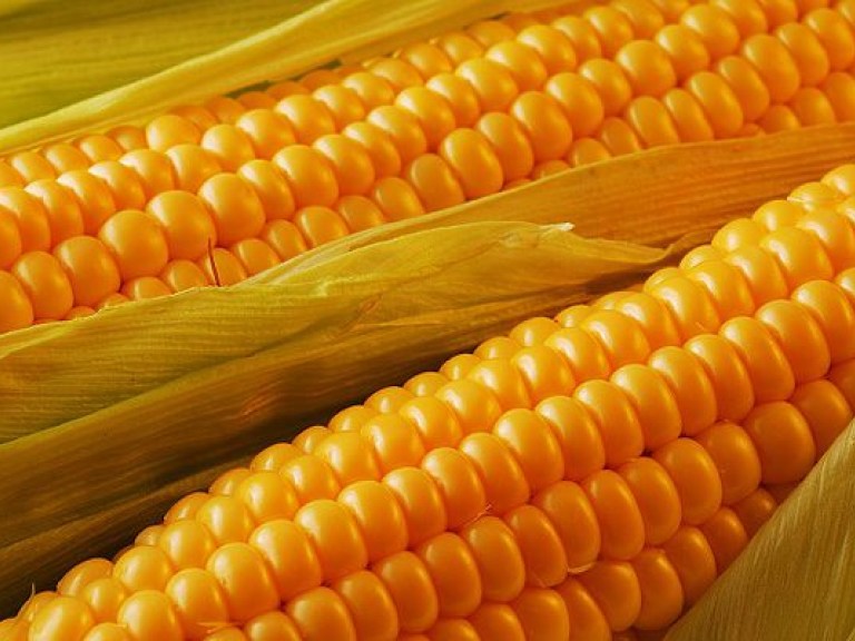 Внутренний спрос на кукурузу в Украине составляет всего 30% &#8212; эксперты