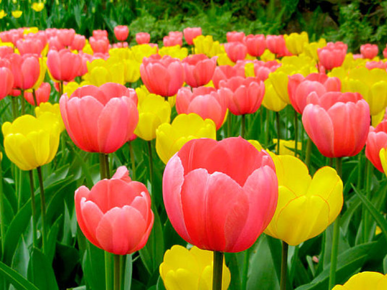 В Вашингтоне расцвело «море тюльпанов» (ВИДЕО)