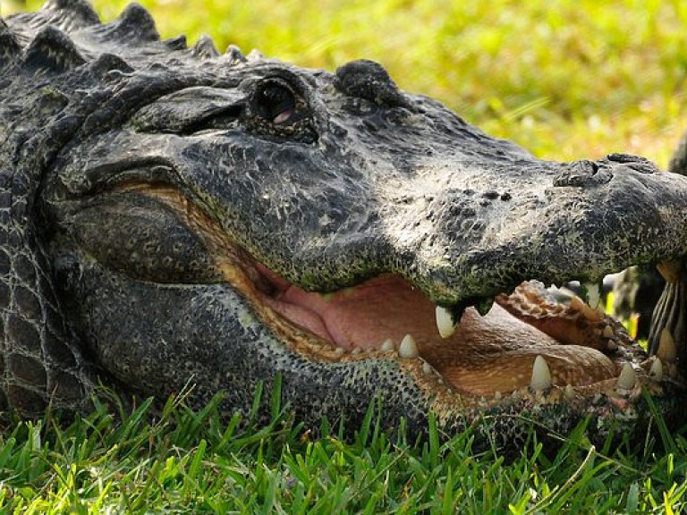 В США аллигаторы устроили драку на поле для гольфа (ФОТО, ВИДЕО)