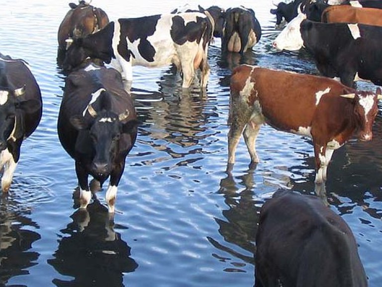Поголовье скота в Украине за март уменьшилось на 0,9% &#8212; Госстат
