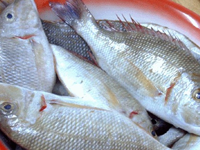 В Украине 90% мороженной импортной рыбы плохого качества – эксперт