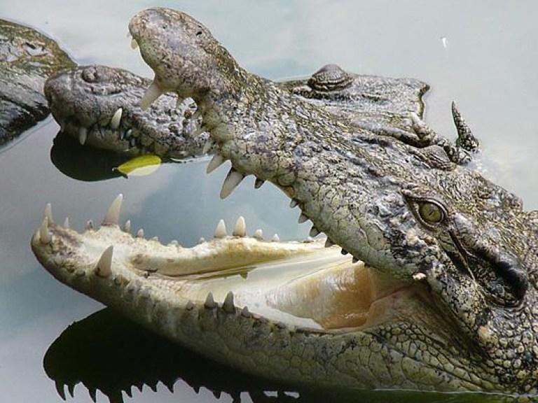 Во Флориде аллигатор напал на купающегося в озере 10-летнего ребенка