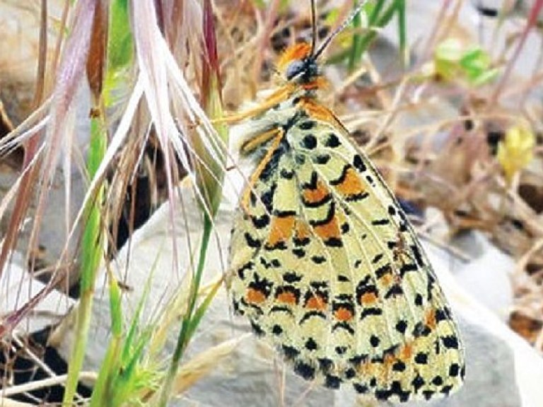 В Израиле впервые за 100 лет обнаружили новый вид бабочек (ФОТО)