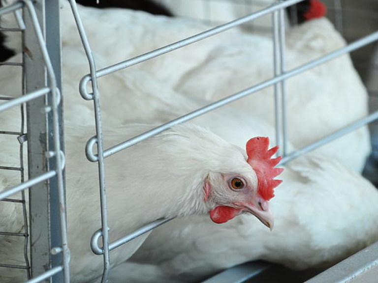 ЕС снял запрет на экспорт птицы из большинства регионов Украины