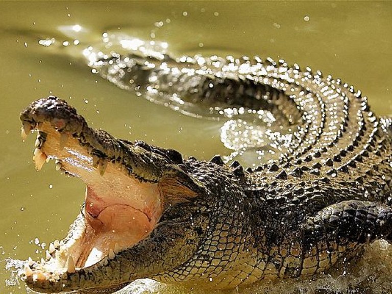 В Зимбабве крокодилы съели священника, который демонстрировал &#171;чудо Иисуса&#187;