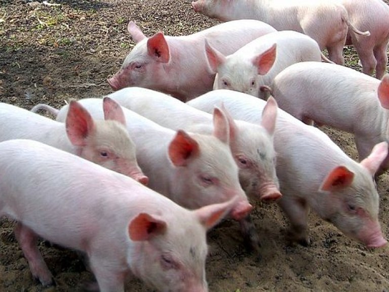 В Украине за два года поголовье свиней сократится еще на 30% &#8212; эксперт