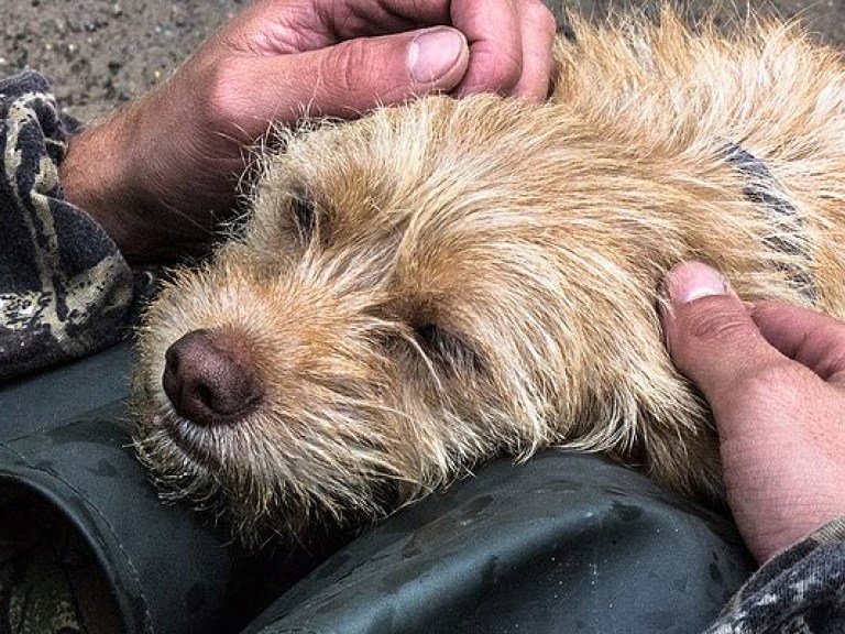Киевские спасатели животных  не  могут продолжать работу из-за двойного ограбления