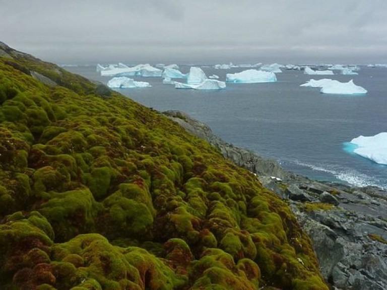 Антарктида стремительно зеленеет из-за глобального потепления (ФОТО)