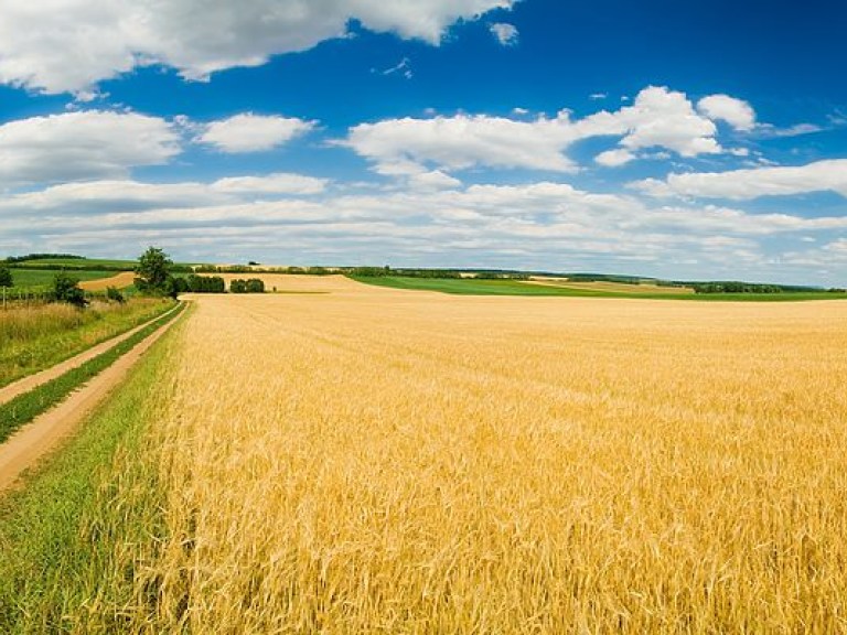 В Украине яровые зерновые посеяны на площади 6,8 миллионов га