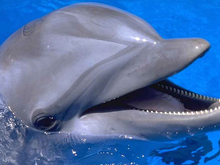 В Днепре возле Херсона появились дельфины (ФОТО)