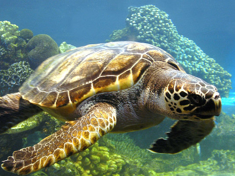 Сегодня во многих странах отмечается Всемирный день черепахи