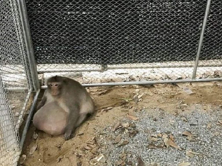 Власти Таиланда посадили на диету откормленную туристами обезьяну (ФОТО)